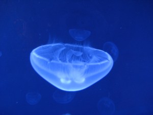 IMG_2158 cool medusas (as they call them in Italy where we swam with them - yipes!)