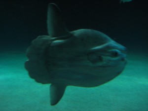IMG_2208 Sunfish - looks kind of like a huge clam...