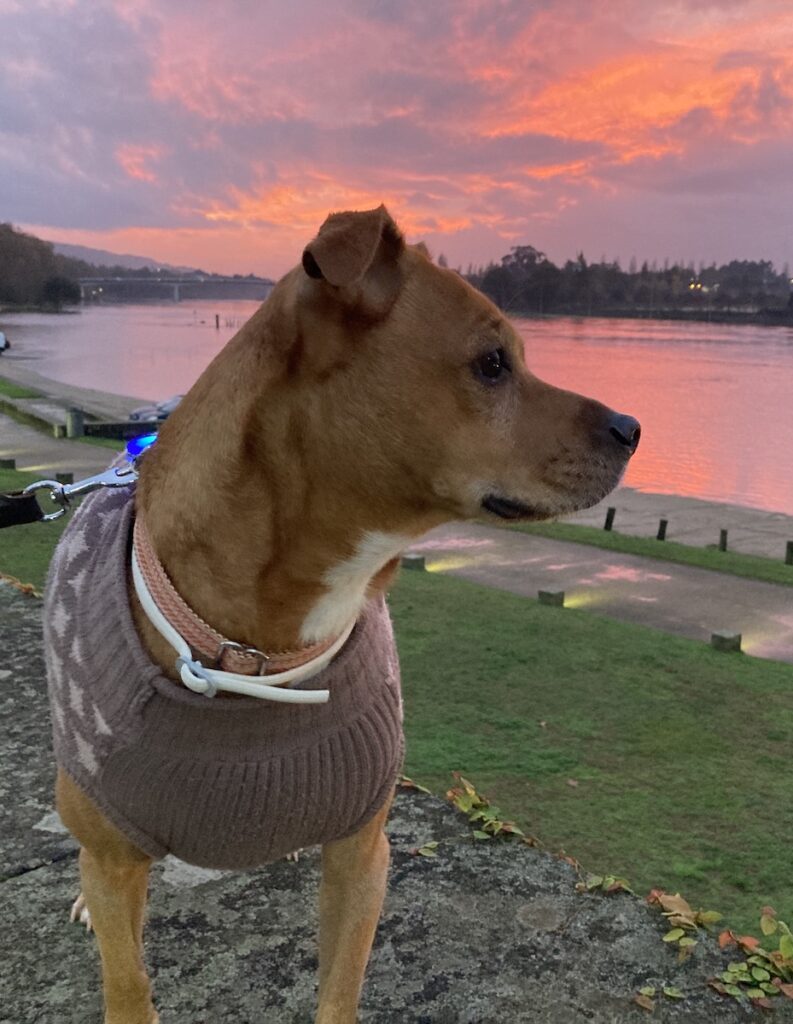 Alys looking over the river in Ponte de Lima at sunset